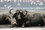 Resting Buffalo