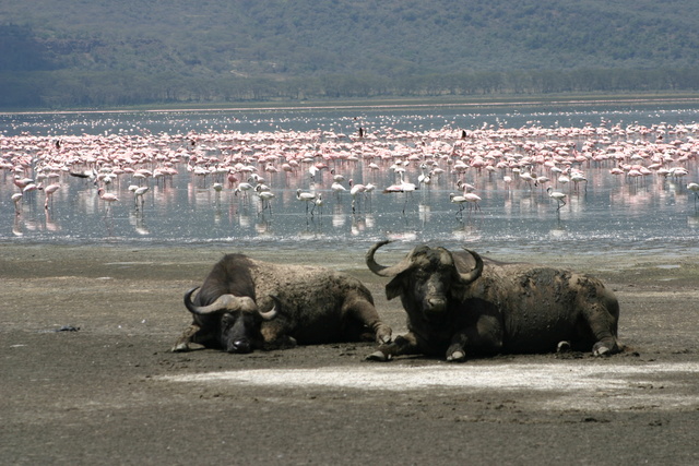 Buffalos & Lake