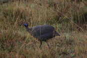 Guinea Fowl