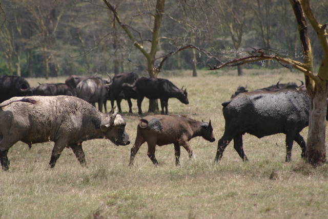 Baby Buffalo