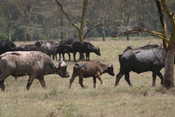 Baby Buffalo