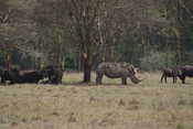 Rhino & Buffalos