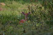 Bushbuck