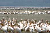 3 Different Types of Birds (Flamingos, Pelicans, Storks)