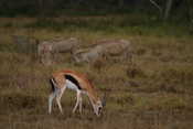 Thomson Gazelle & Warthogs