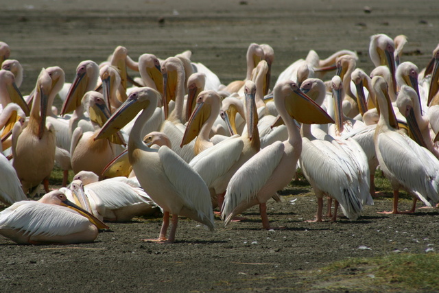 Pelicans