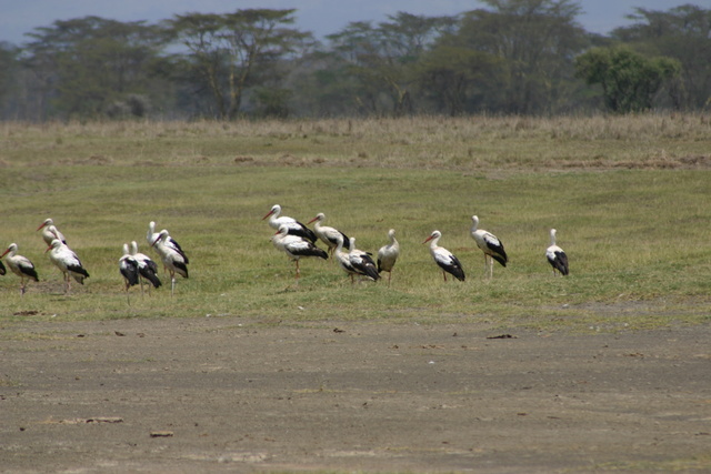 Yellow Billed Stork