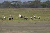 Yellow Billed Stork