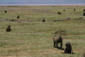 Field of Baboons