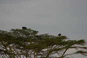 Fish Eagles