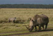 Mom & Baby Rhino