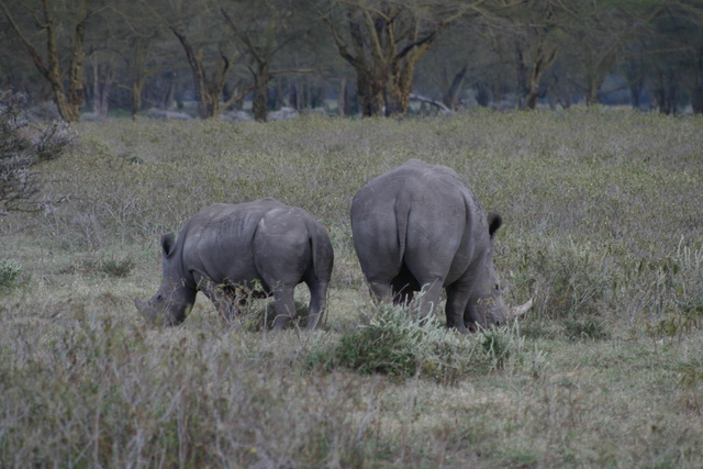 Rhinos