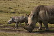 Mom & Baby Rhino