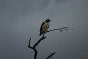 Augur Buzzard