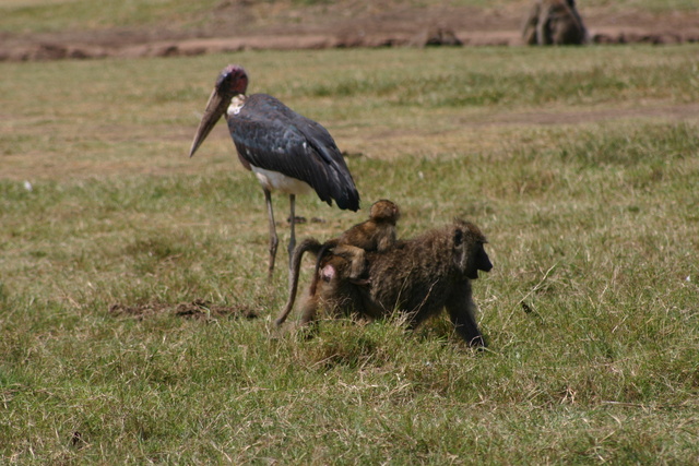 Baboon with baby & Stork