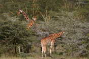 Giraffes Eating Acacia
