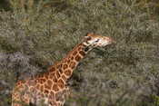 Young Giraffe