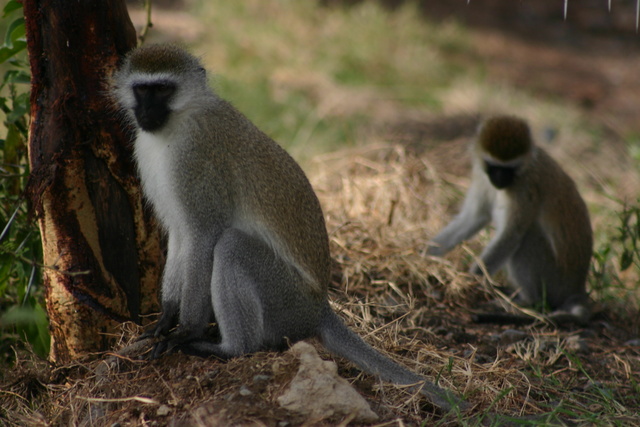 Vervet Monkeys