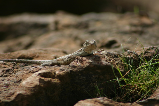 Agama Lizard