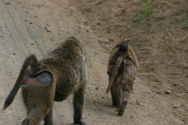 Baboons