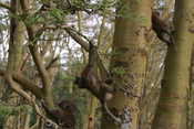 Baboons Playing