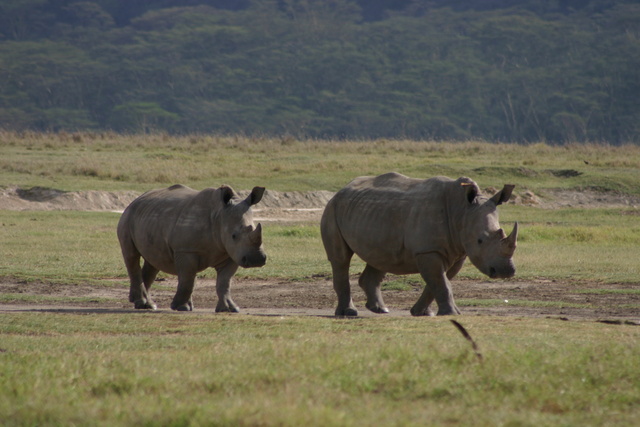 2 Rhinos