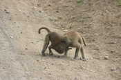 Playing Baboons