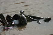 Python Eating Egyptian Goose