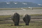 Highlight for Album: Lake Nakuru, Kenya