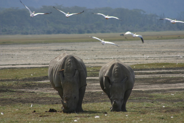 Rhinos