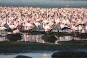 Flamingos