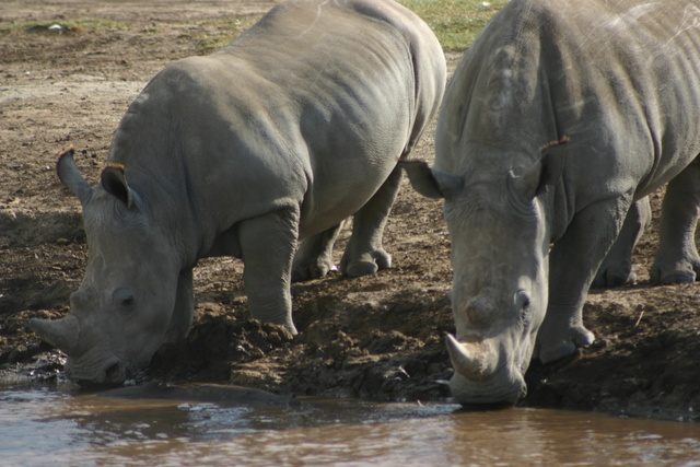 Rhinos Drinking