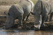 Rhinos Drinking