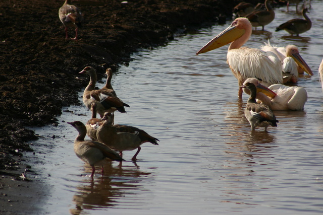 Egyptian Geese & Pelicans