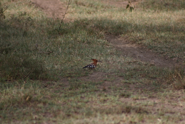 Crested Hoope