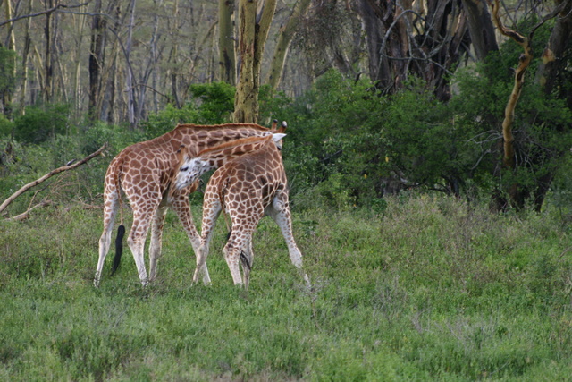 Fighting Giraffes