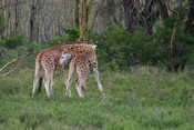 Fighting Giraffes