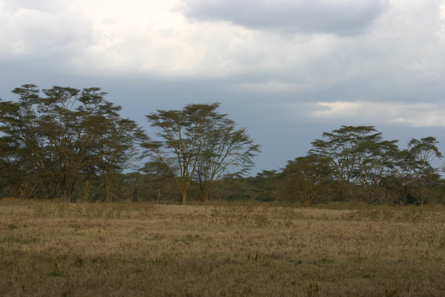 Acacia Trees