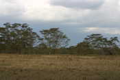 Acacia Trees