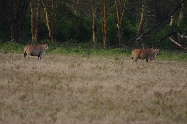 Eland Gazelles