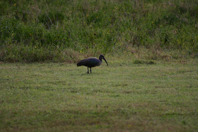 Hadada Ibis