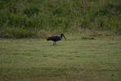 Hadada Ibis