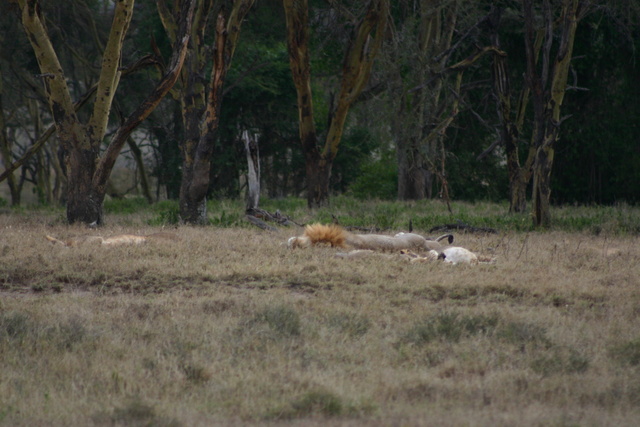 Sleeping Lions