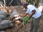 Mike Feeding the Turtles