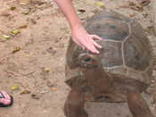 Katie Petting a Turtle