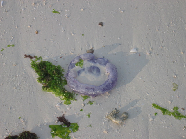 Purple Jellyfish