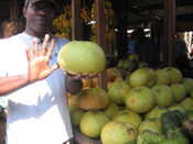 Huge Grapefruit