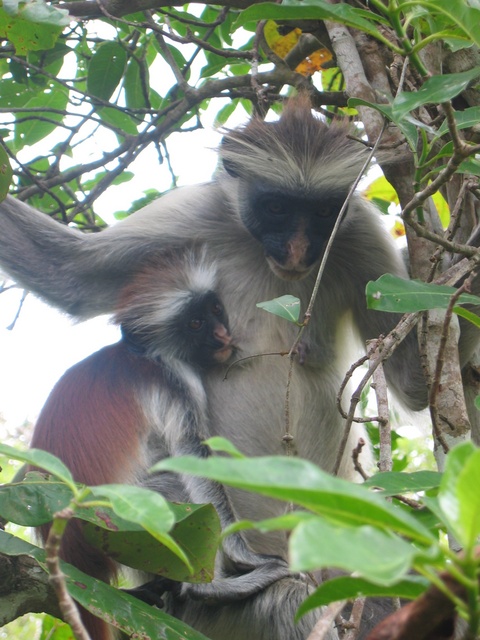 Red Colobus Monkeys