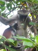 Red Colobus Monkeys