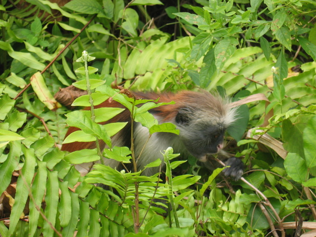 Red Colobus